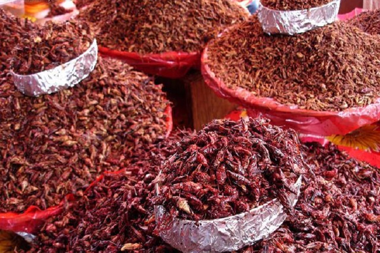 Los 10 mejores platillos típicos de Oaxaca, México